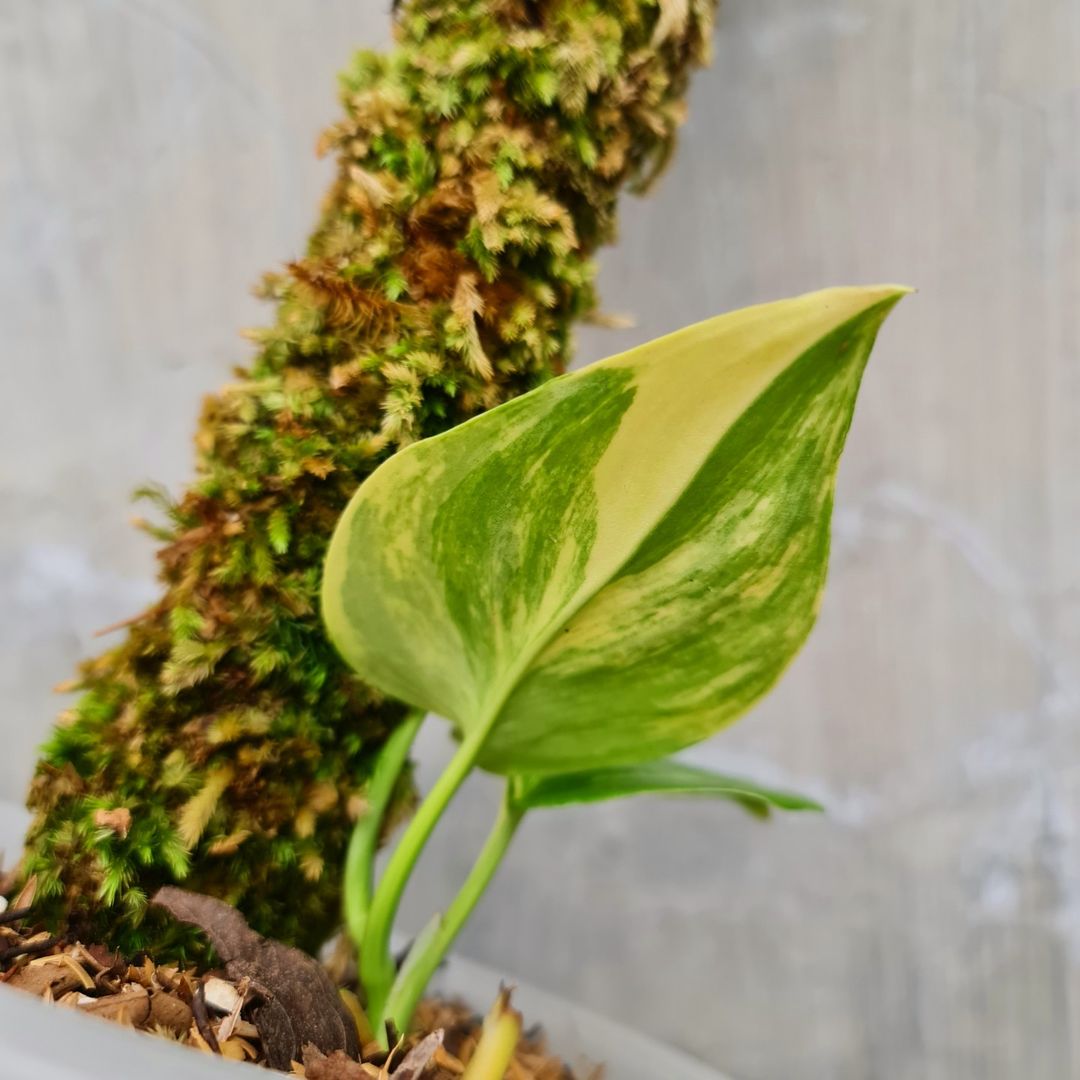 Scindapsus Rubicon Aurea Variegated Moonlight Yellow Variegated Tropical Plants KOKONATPLANT