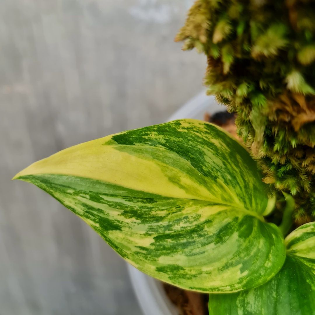 Scindapsus Rubicon Aurea Variegated Moonlight Yellow Variegated Tropical Plants KOKONATPLANT