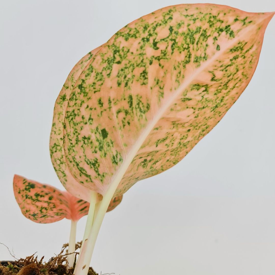 Aglaonema Stardust Orange Tropical Plants KOKONATPLANT