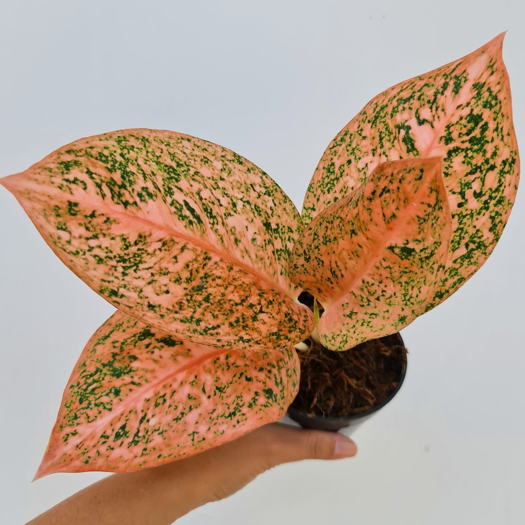 Aglaonema Stardust Orange Tropical Plants KOKONATPLANT