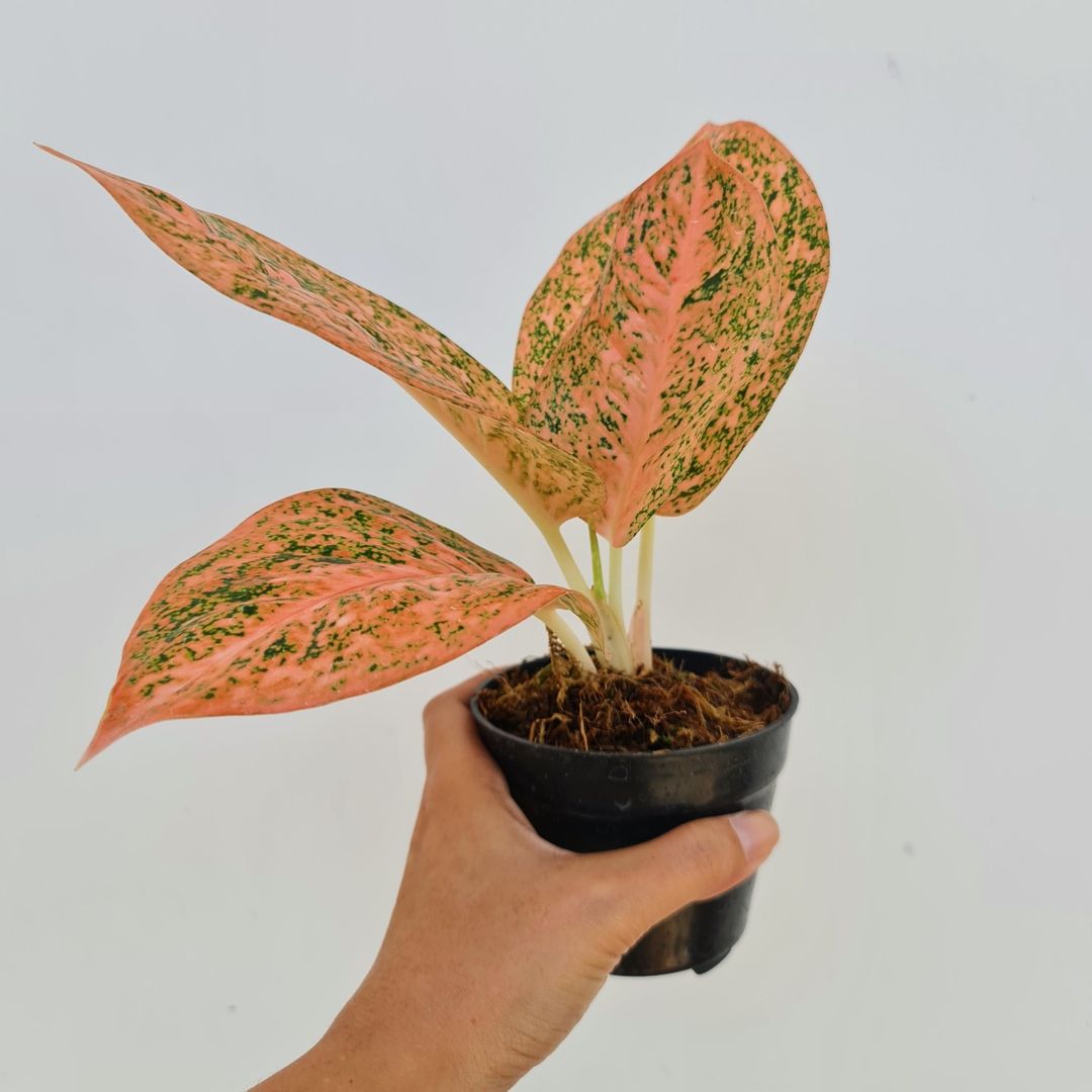 Aglaonema Stardust Orange Tropical Plants KOKONATPLANT