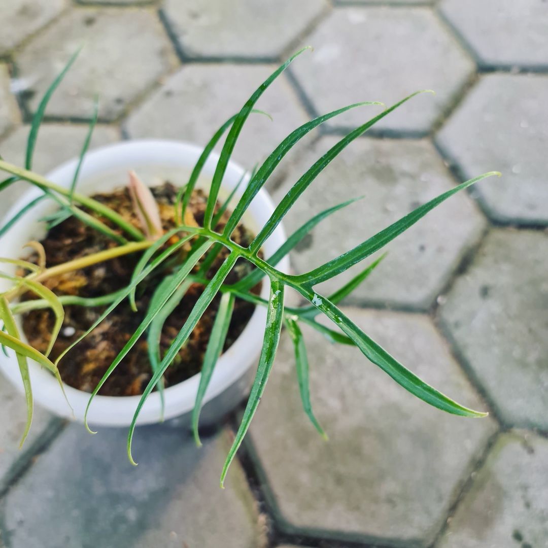 Philodendron Tortum Tropical Plants KOKONATPLANT