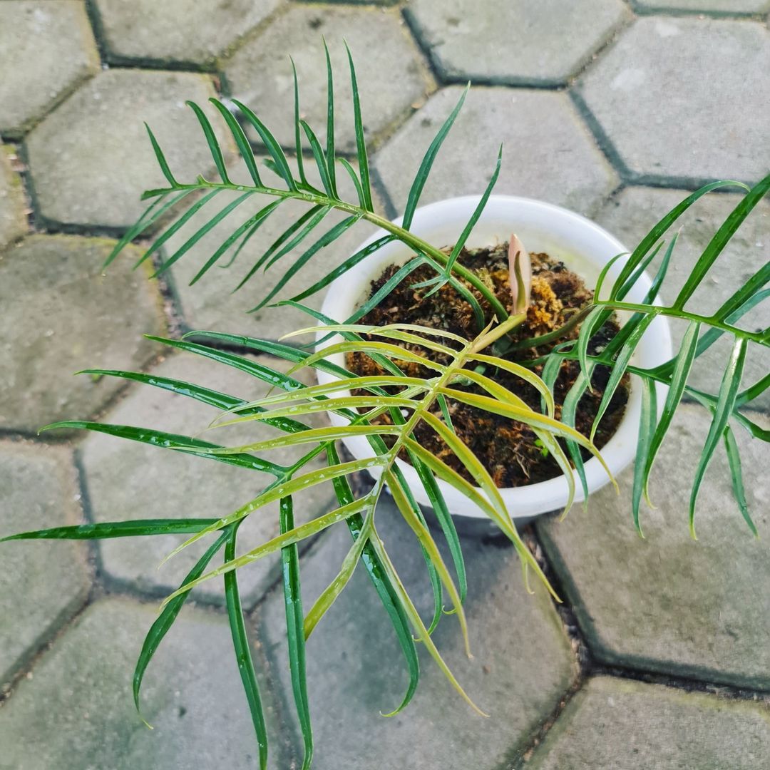 Philodendron Tortum Tropical Plants KOKONATPLANT