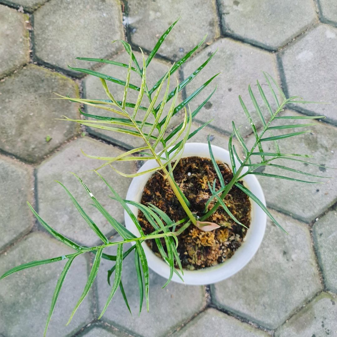 Philodendron Tortum Tropical Plants KOKONATPLANT