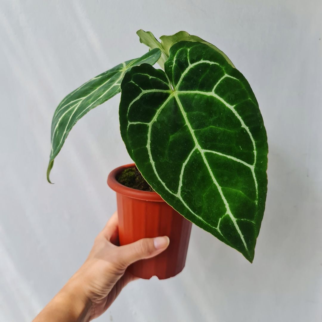 Anthurium Crystallinum Tropical Plants KOKONATPLANT