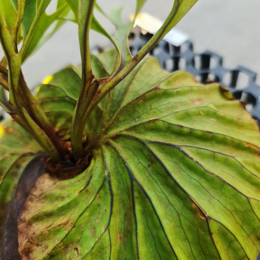 Platycerium Ridleyi Tropical Plants KOKONATPLANT