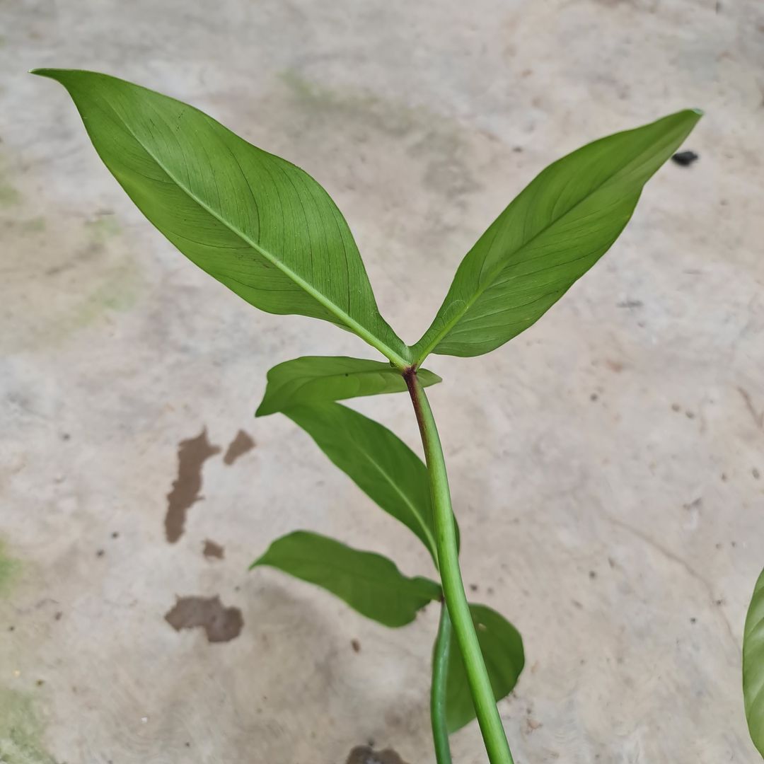 Philodendron Santamartinense Tropical Plants KOKONATPLANT