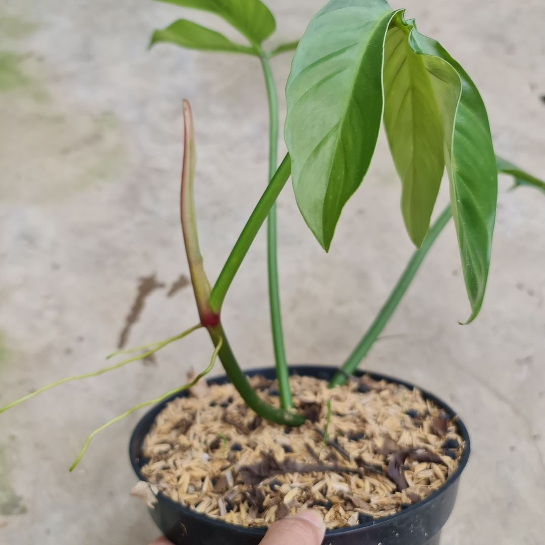 Philodendron Santamartinense Tropical Plants KOKONATPLANT