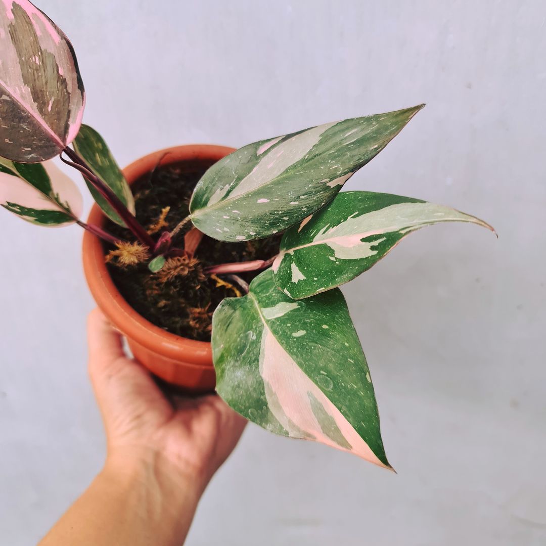 Philodendron Pink Princess Variegated SMALL Tropical Plants KOKONATPLANT