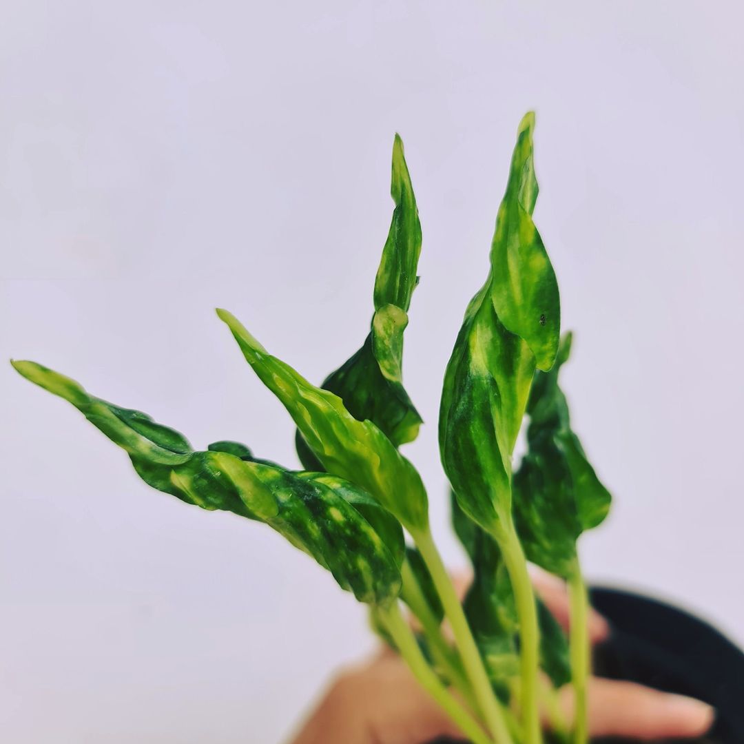 Philodendron Shangrila Variegated Tropical Plants KOKONATPLANT