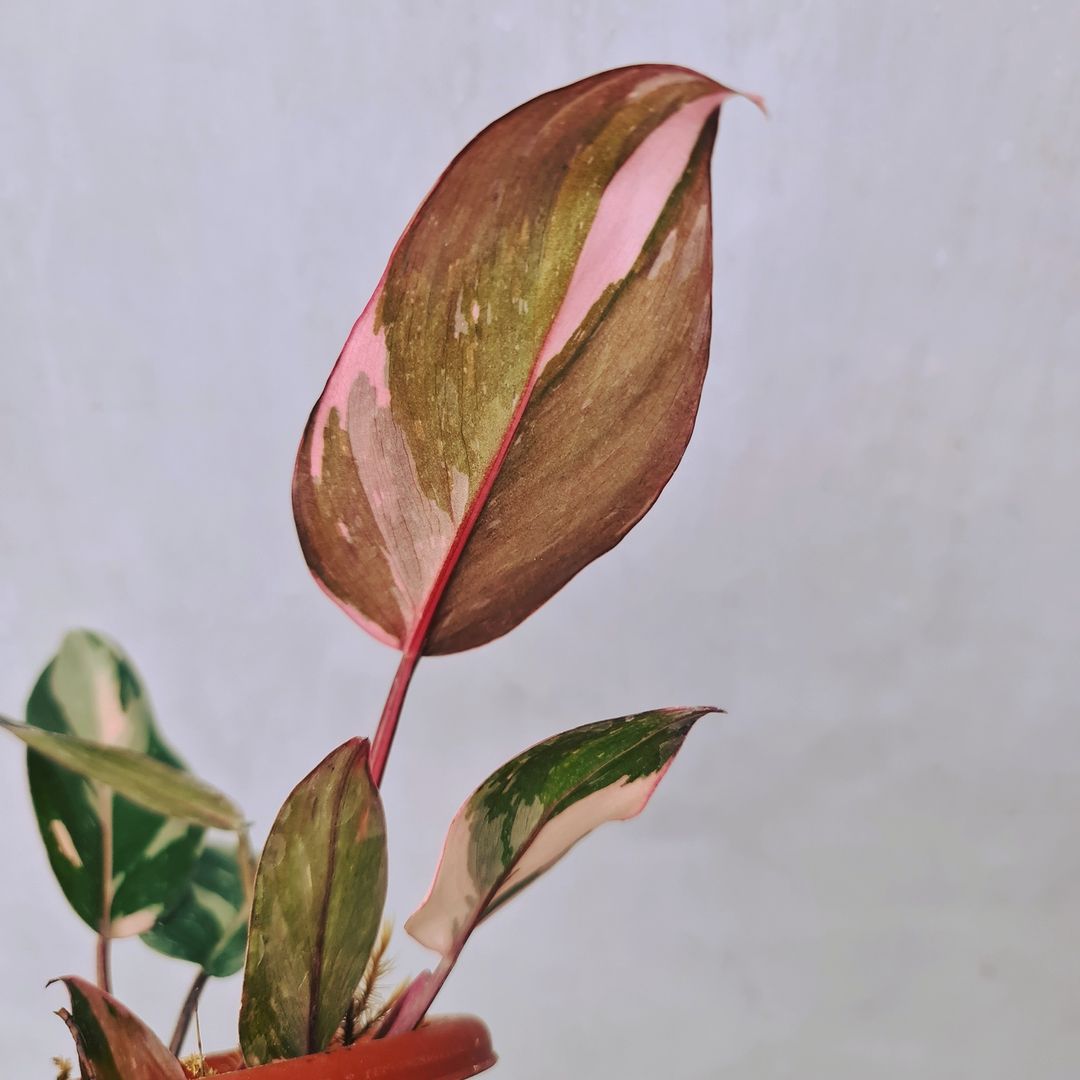 Philodendron Pink Princess Variegated SMALL Tropical Plants KOKONATPLANT