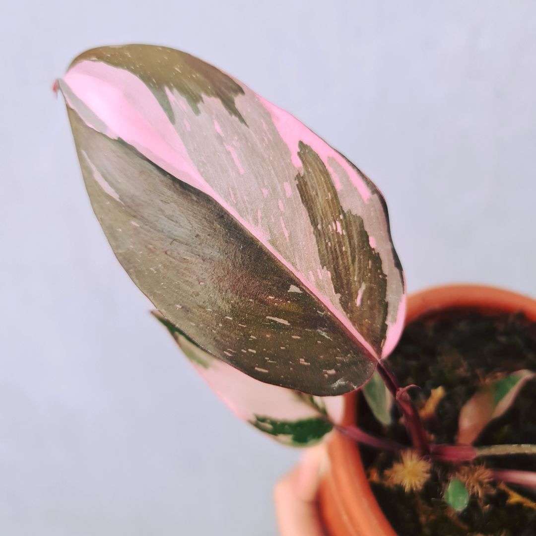 Philodendron Pink Princess Variegated SMALL Tropical Plants KOKONATPLANT
