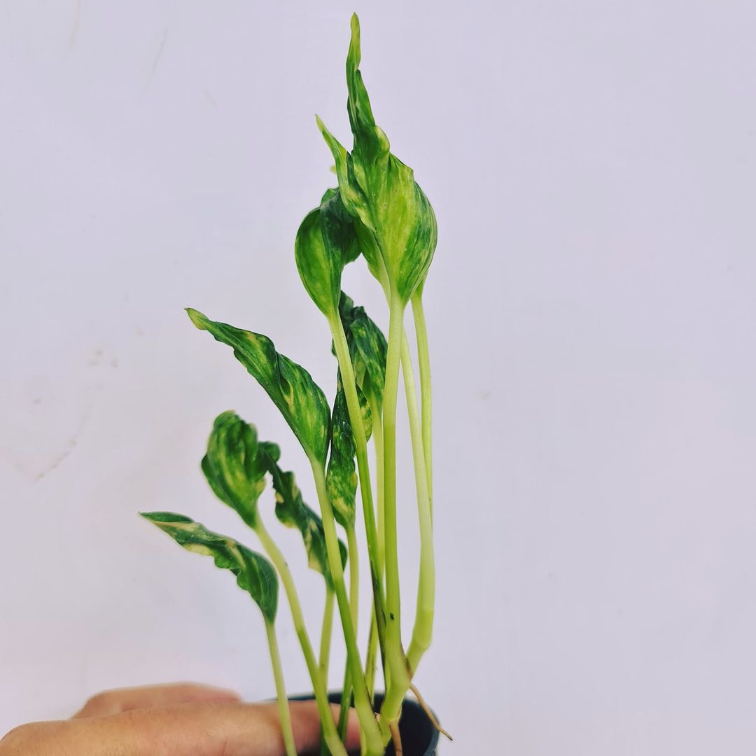 Philodendron Shangrila Variegated Tropical Plants KOKONATPLANT