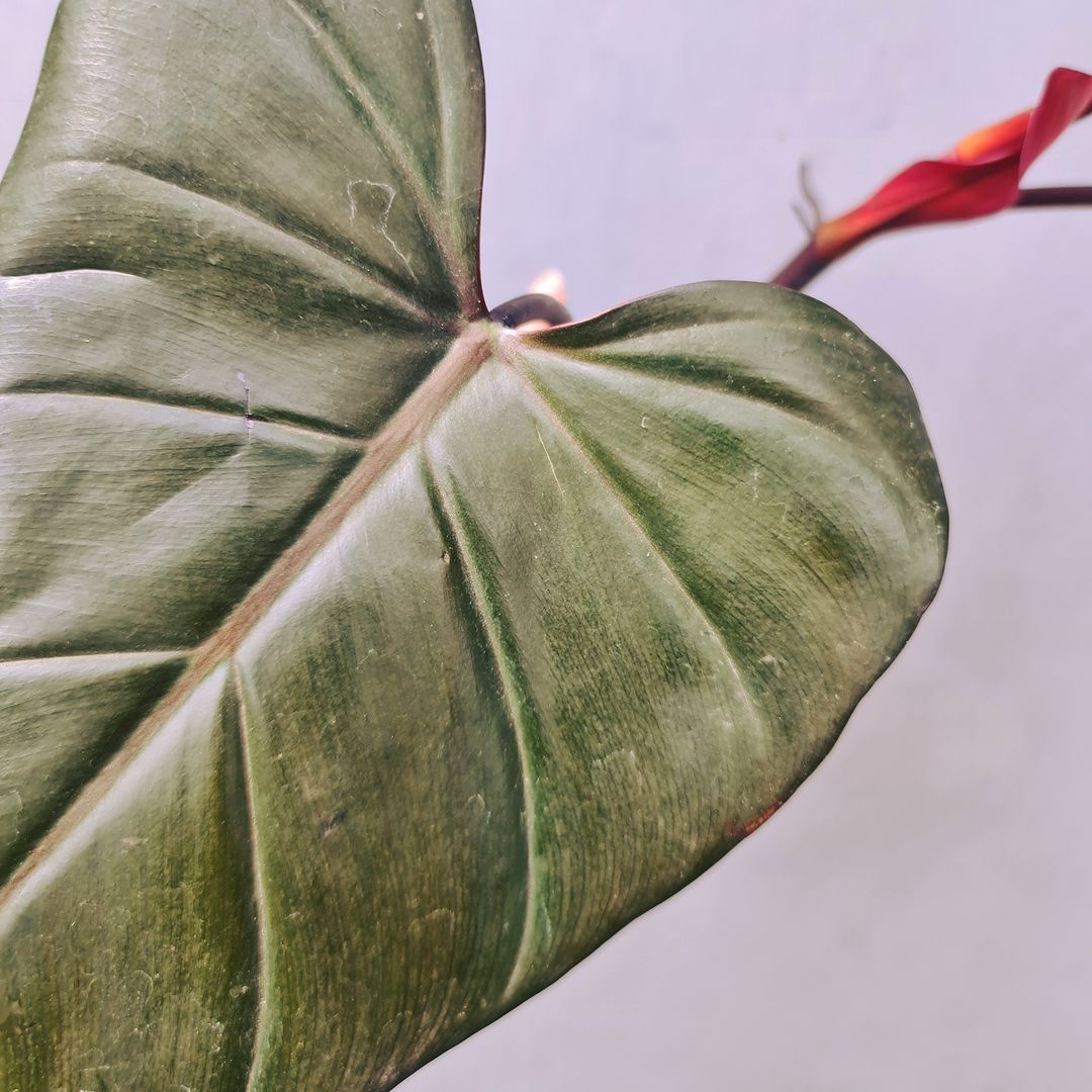 Philodendron Dark Lord Tropical Plants KOKONATPLANT