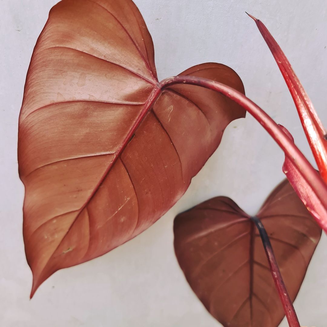 Philodendron Dark Lord Tropical Plants KOKONATPLANT