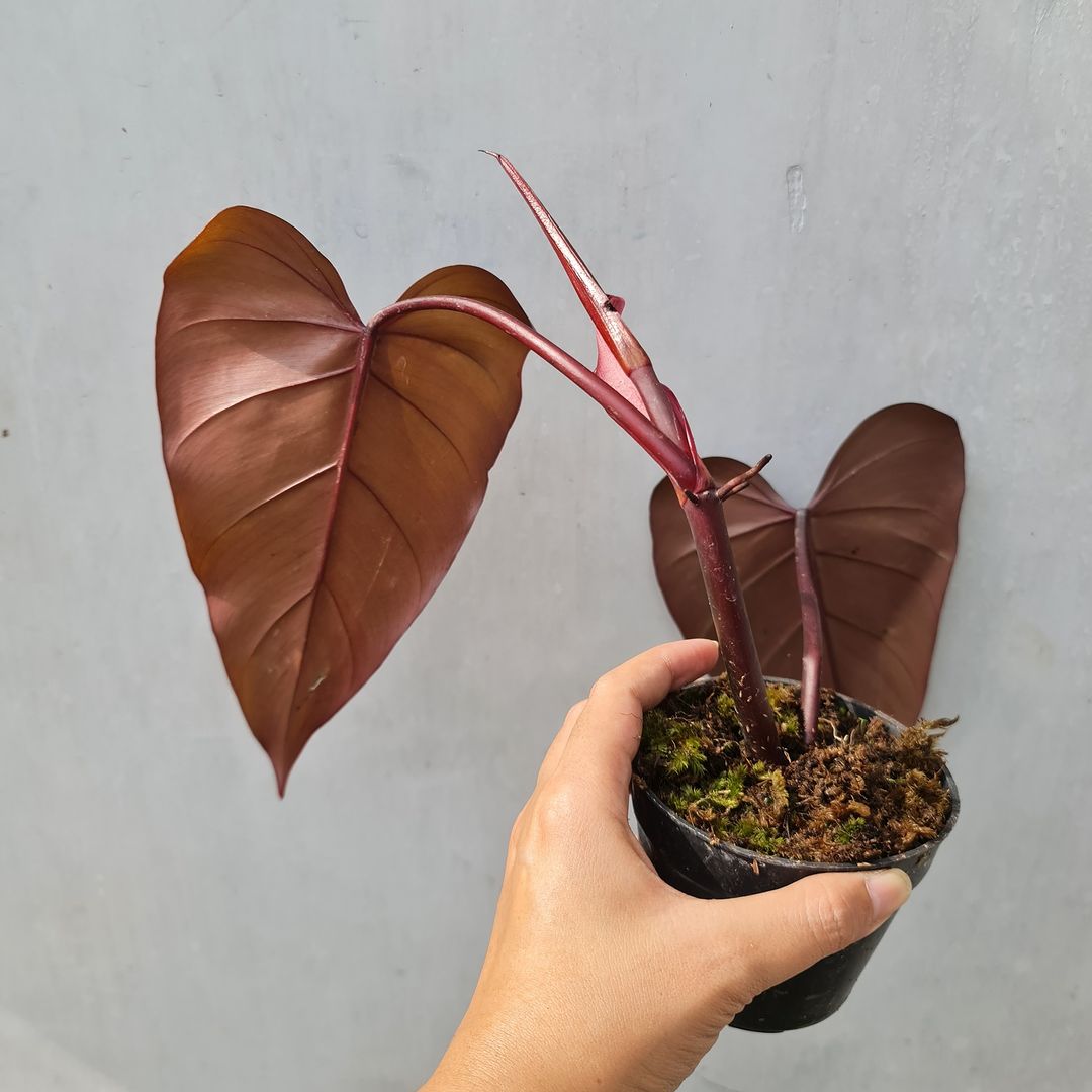Philodendron Dark Lord Tropical Plants KOKONATPLANT