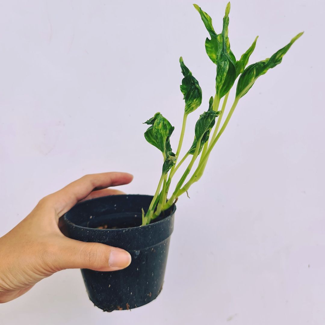 Philodendron Shangrila Variegated Tropical Plants KOKONATPLANT
