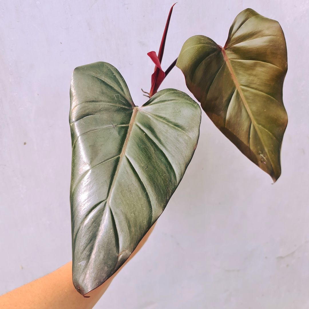 Philodendron Dark Lord Tropical Plants KOKONATPLANT