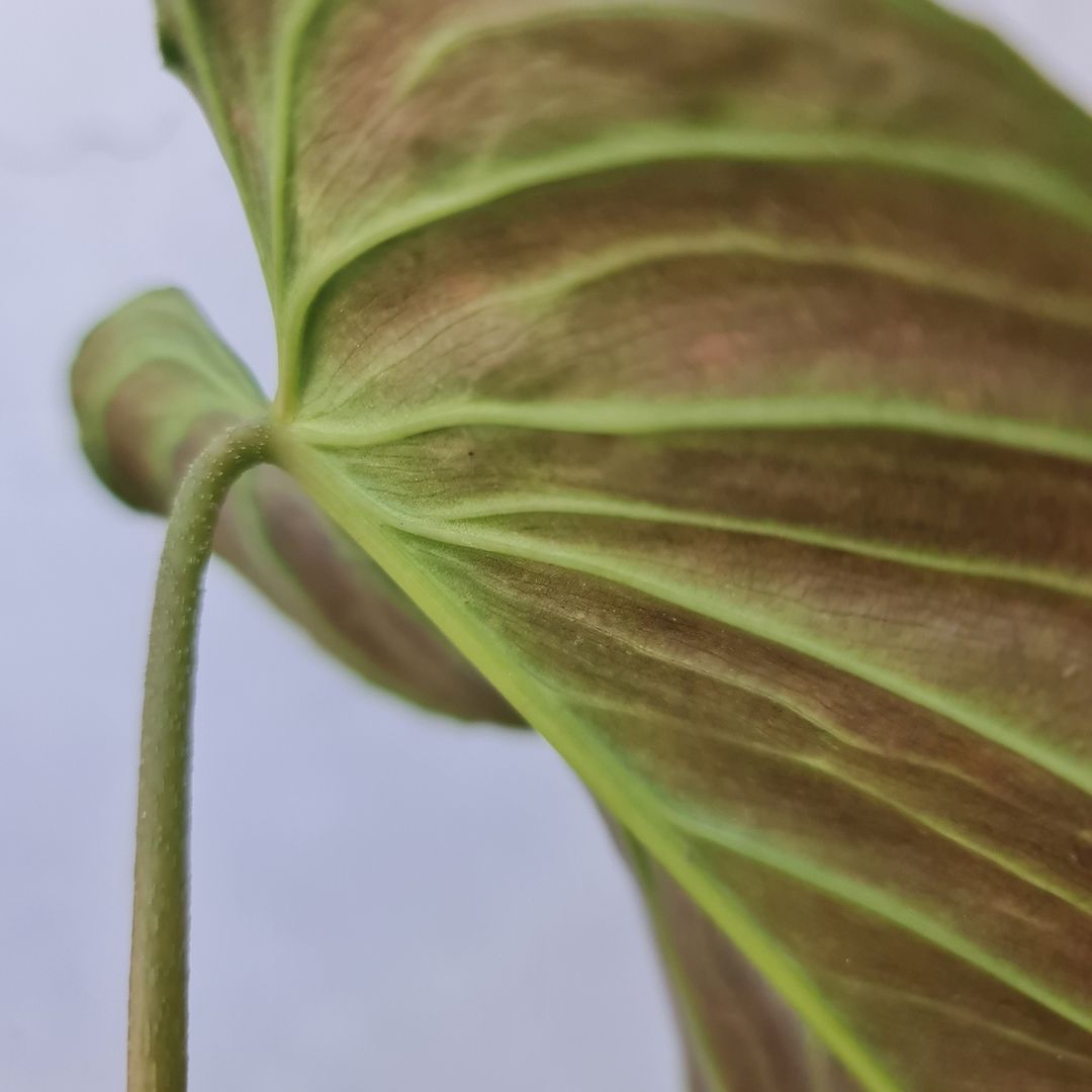 Philodendron Splendid (Verrucosum X Melanochrysum) Tropical Plants KOKONATPLANT