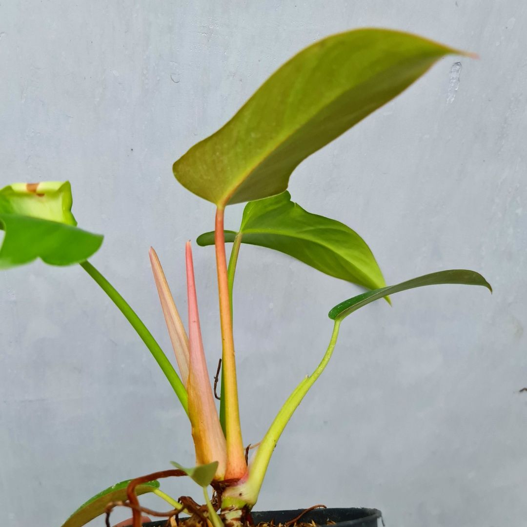 Philodendron Red Congo X Melodii Tropical Plants KOKONATPLANT