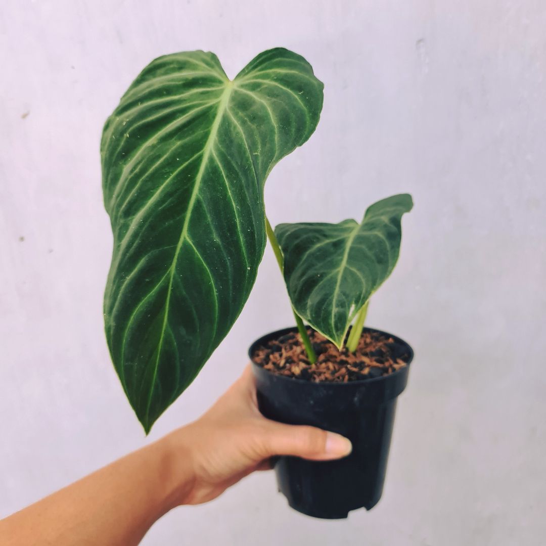 Philodendron Splendid (Verrucosum X Melanochrysum) Tropical Plants KOKONATPLANT