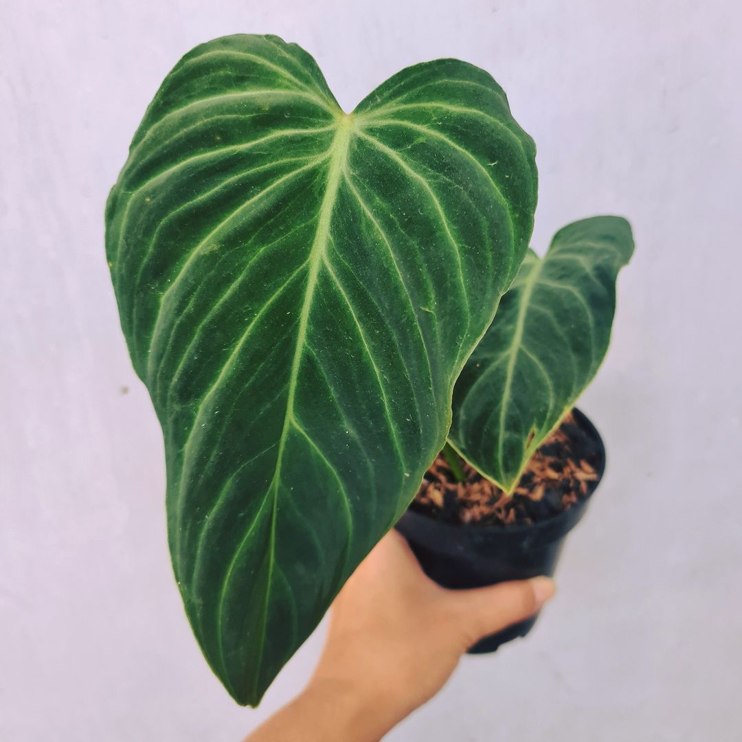 Philodendron Splendid (Verrucosum X Melanochrysum) Tropical Plants KOKONATPLANT