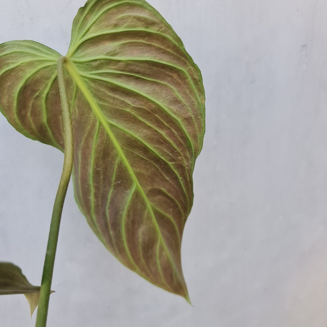 Philodendron Splendid (Verrucosum X Melanochrysum) Tropical Plants KOKONATPLANT