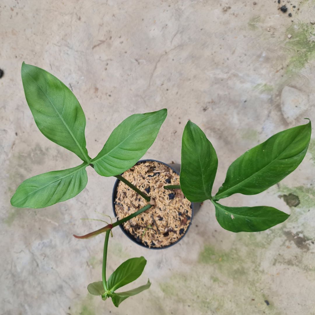 Philodendron Santamartinense Tropical Plants KOKONATPLANT