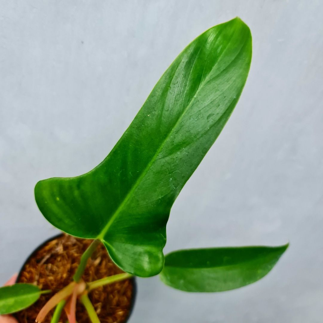 Philodendron Red Congo X Melodii Tropical Plants KOKONATPLANT