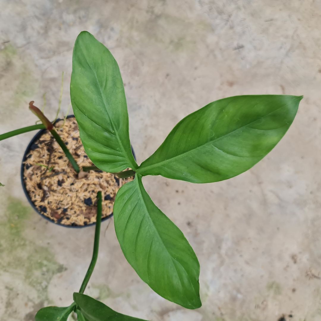 Philodendron Santamartinense Tropical Plants KOKONATPLANT