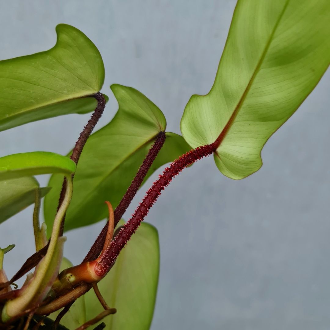 Philodendron Squami X Florida Ghost Tropical Plants KOKONATPLANT