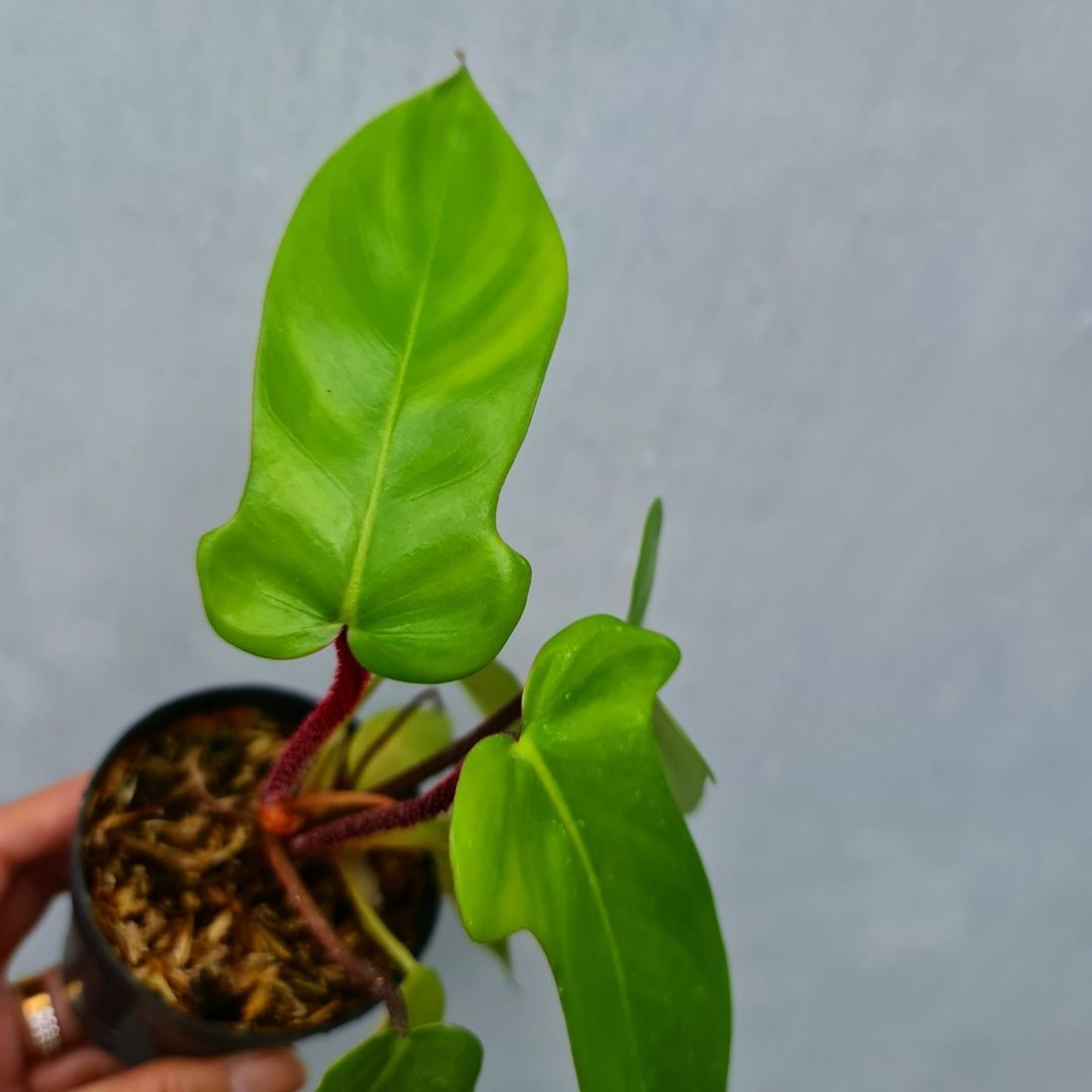 Philodendron Squami X Florida Ghost Tropical Plants KOKONATPLANT