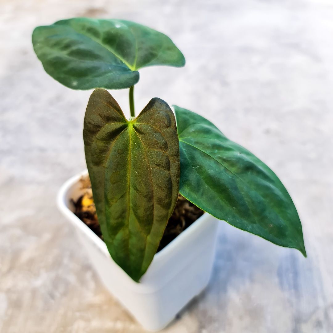 Anthurium Papillilaminum Fortsherman Small KOKONATPLANT