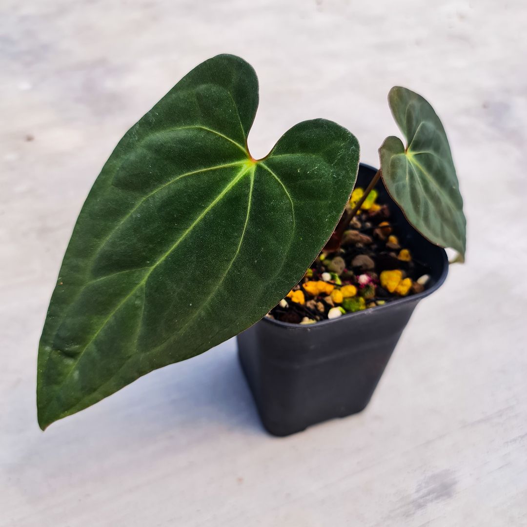Anthurium X-One (Papillilaminum Hybrid) Small KOKONATPLANT
