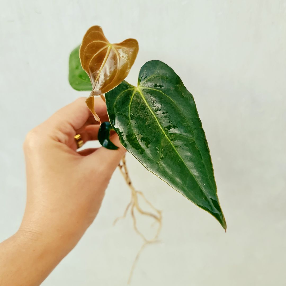 Anthurium Papillilaminum Fortsherman Small KOKONATPLANT