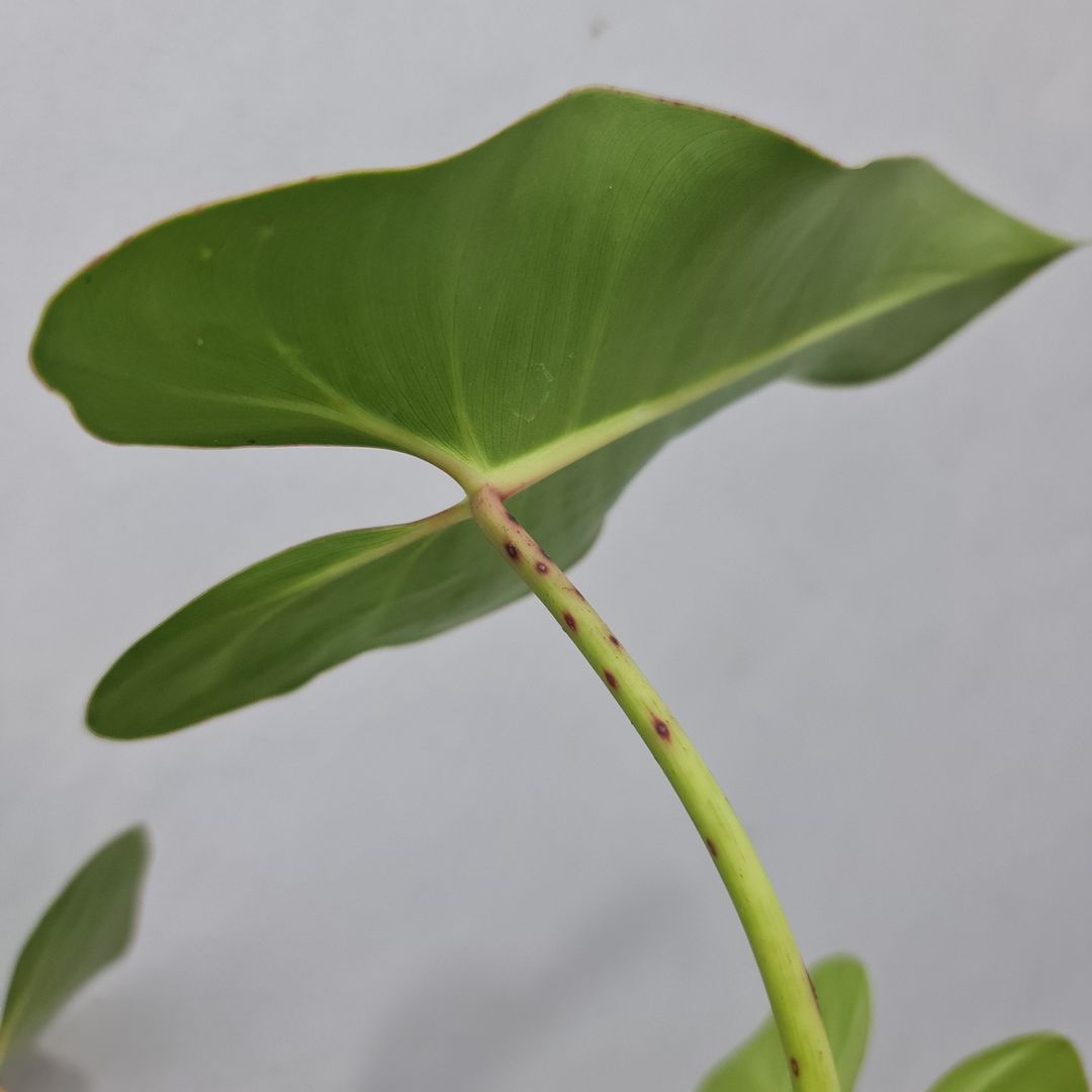 Philodendron Ilsemanii Green Tropical Plants KOKONATPLANT