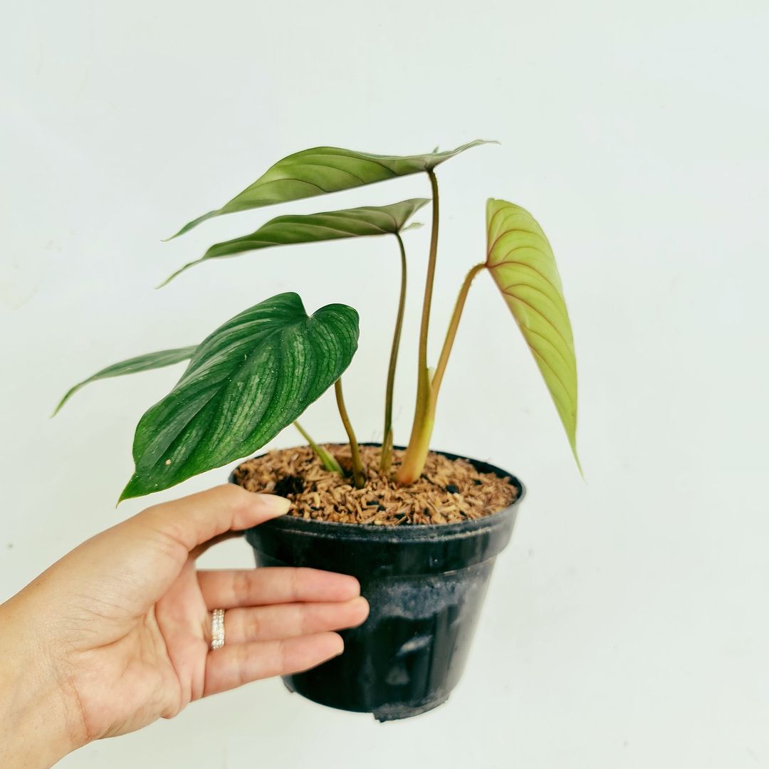 Philodendron Plowmanii Tropical Plants KOKONATPLANT
