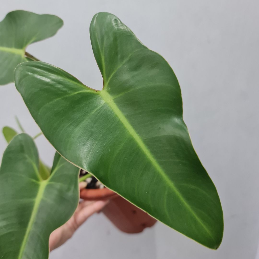 Philodendron Ilsemanii Green Tropical Plants KOKONATPLANT