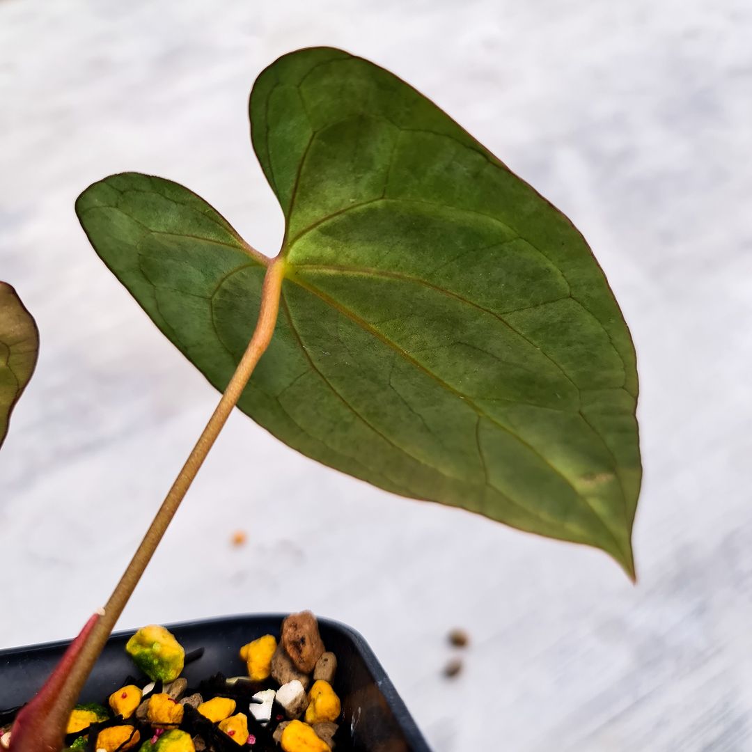 Anthurium X-One (Papillilaminum Hybrid) Small KOKONATPLANT