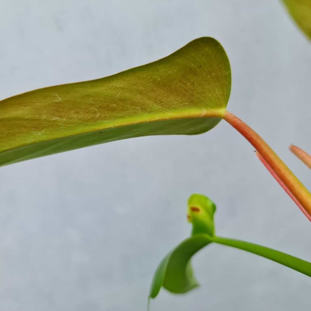 Philodendron Red Congo X Melodii Tropical Plants KOKONATPLANT