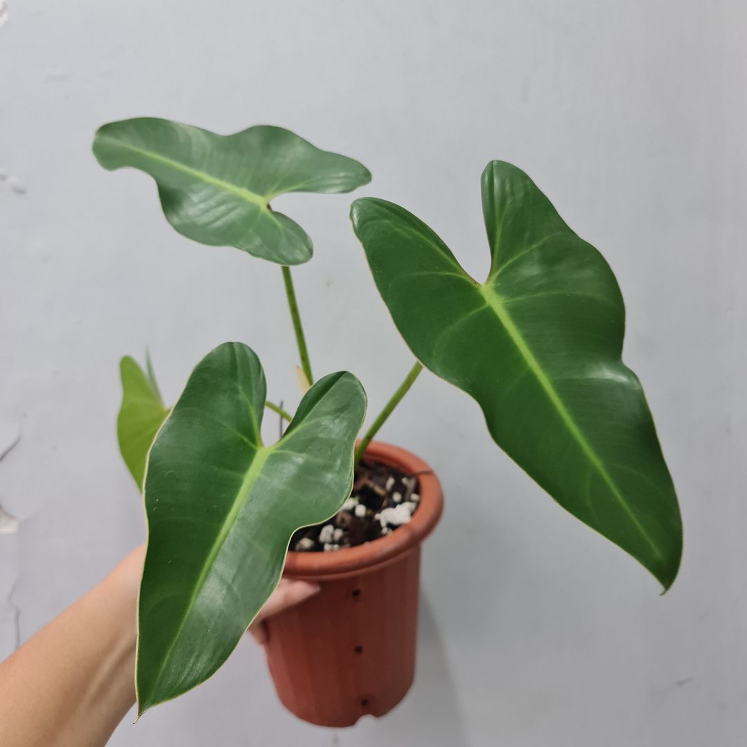 Philodendron Ilsemanii Green Tropical Plants KOKONATPLANT