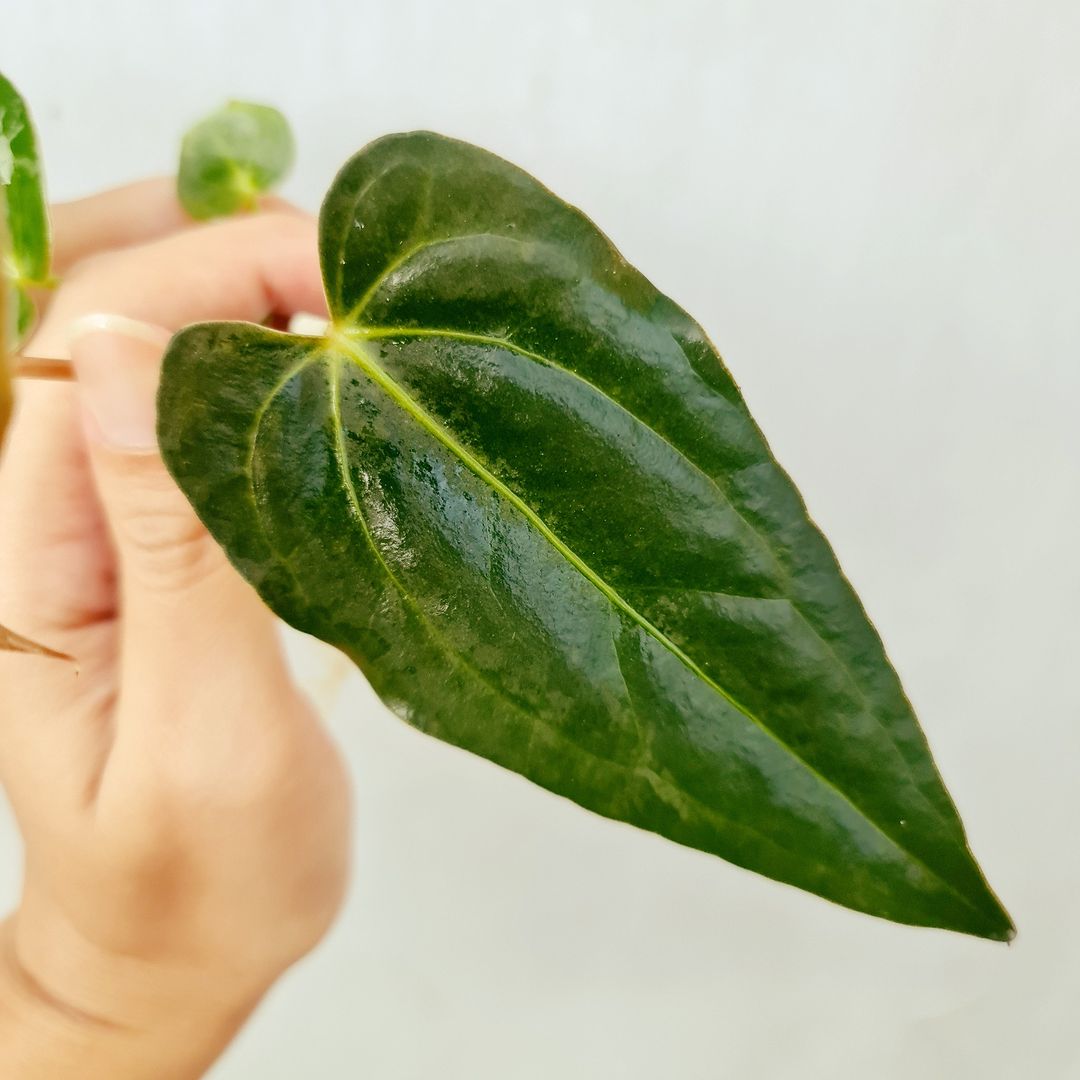 Anthurium Papillilaminum Fortsherman Small KOKONATPLANT