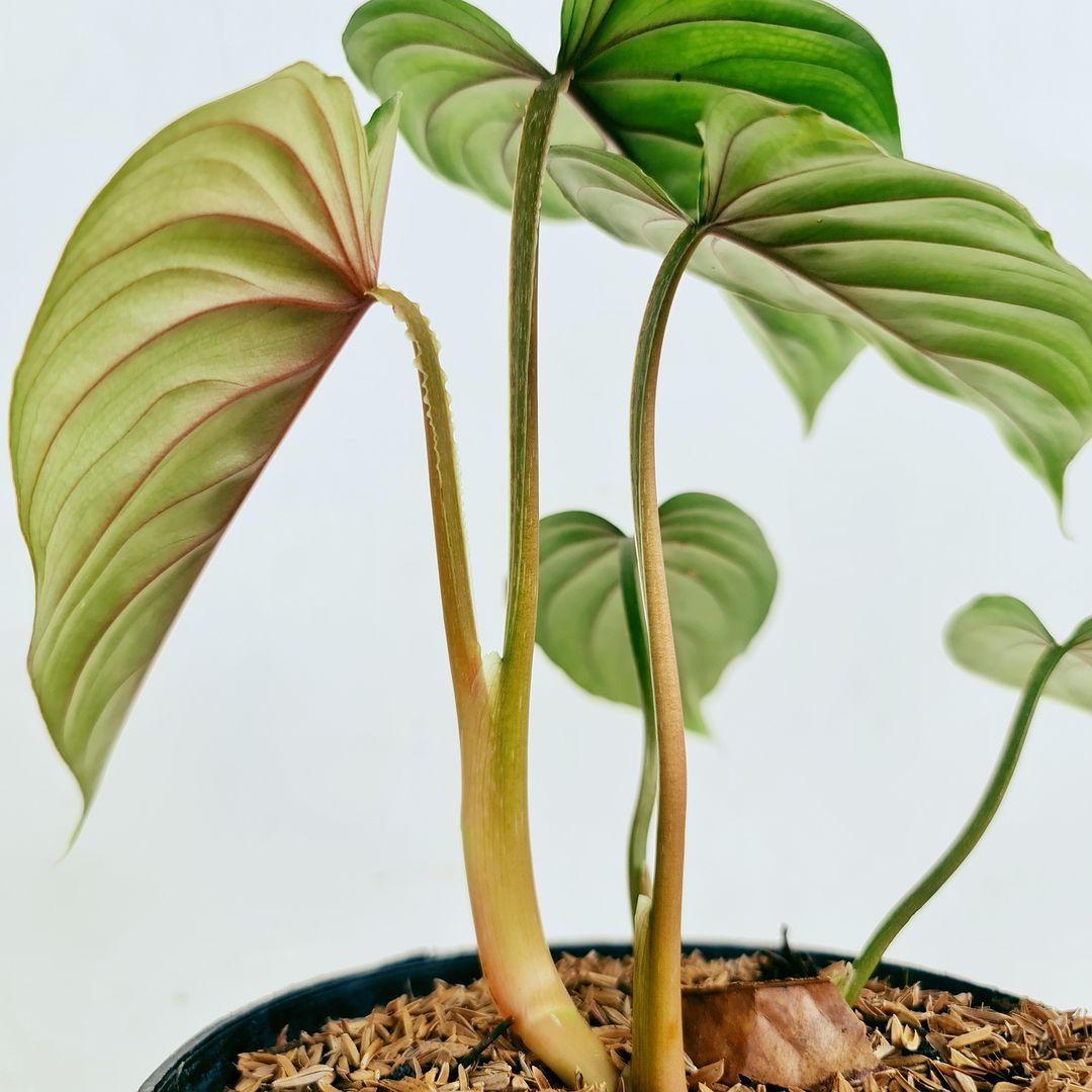 Philodendron Plowmanii Tropical Plants KOKONATPLANT