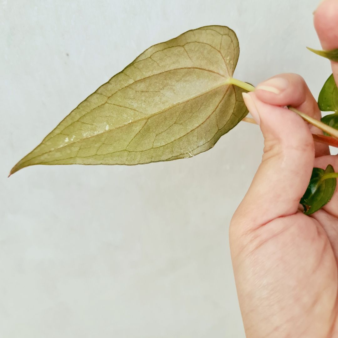 Anthurium Papillilaminum Fortsherman Small KOKONATPLANT