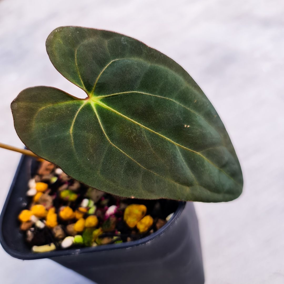 Anthurium X-One (Papillilaminum Hybrid) Small KOKONATPLANT