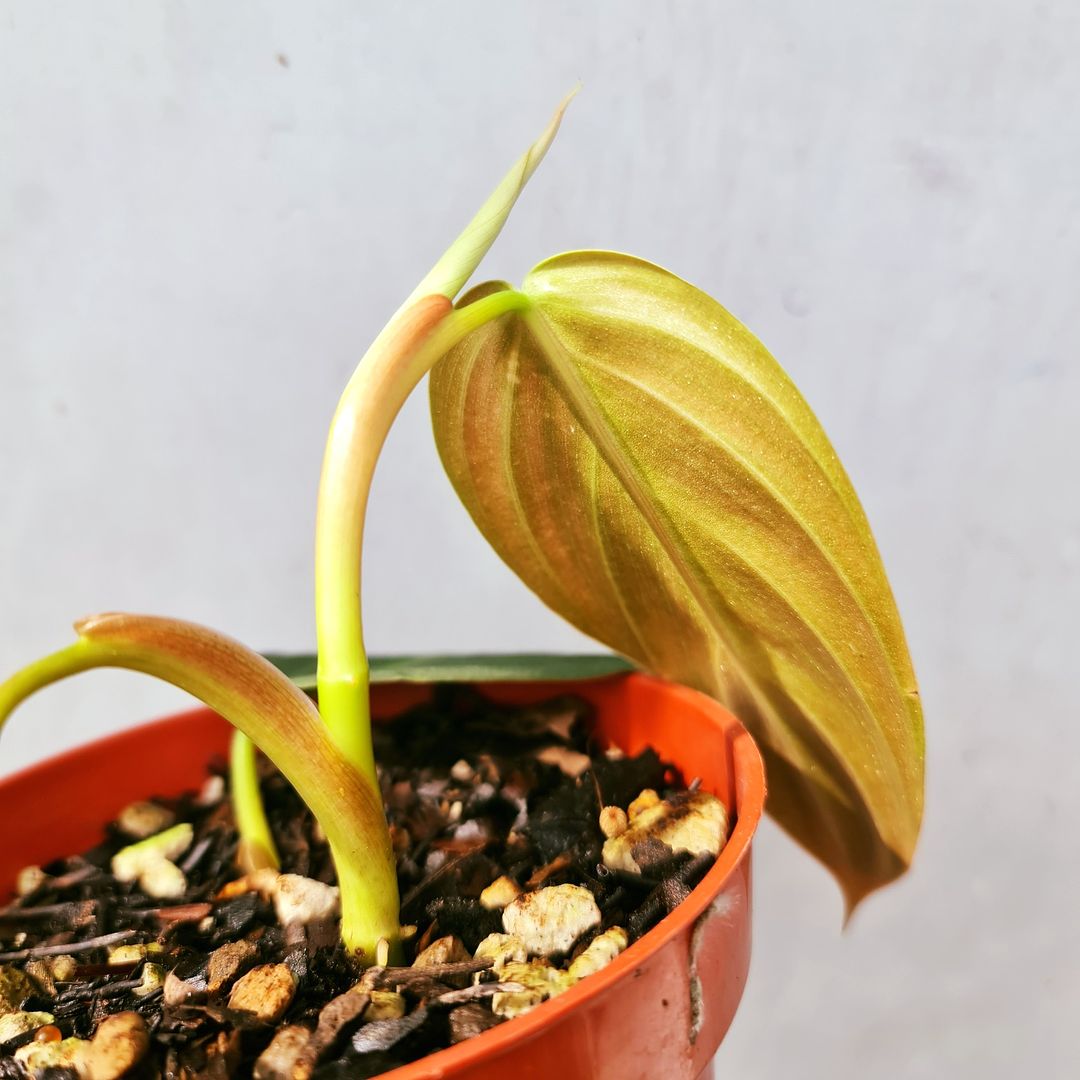 Philodendron Gigas Tropical Plants KOKONATPLANT