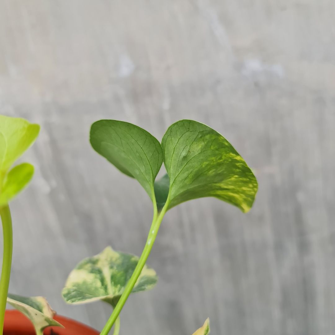 Anthurium Brownii Variegated Small KOKONATPLANT