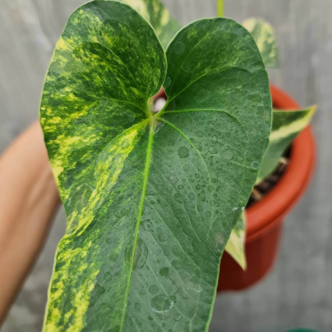 Anthurium Brownii Variegated Small KOKONATPLANT