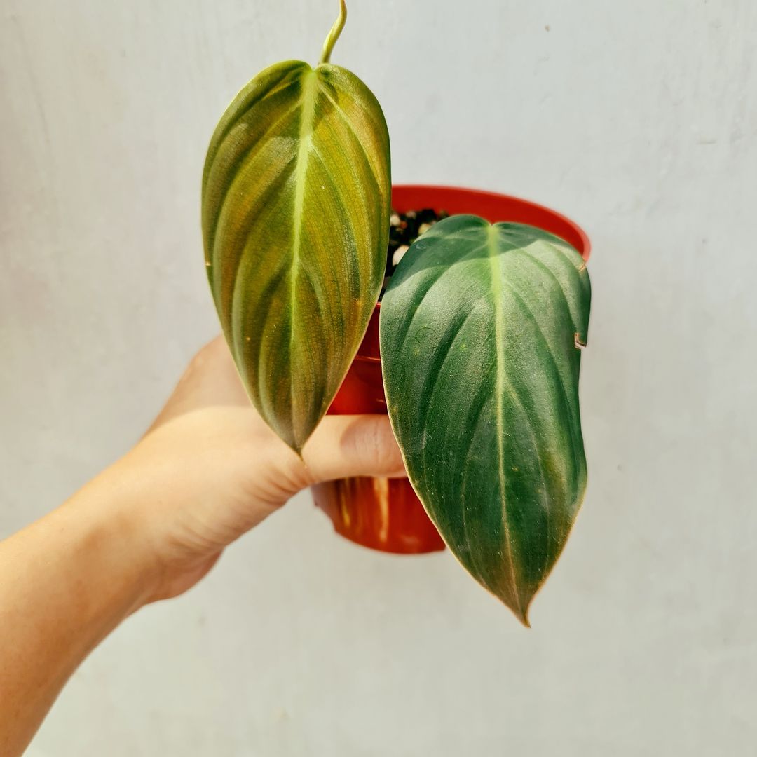 Philodendron Gigas Tropical Plants KOKONATPLANT