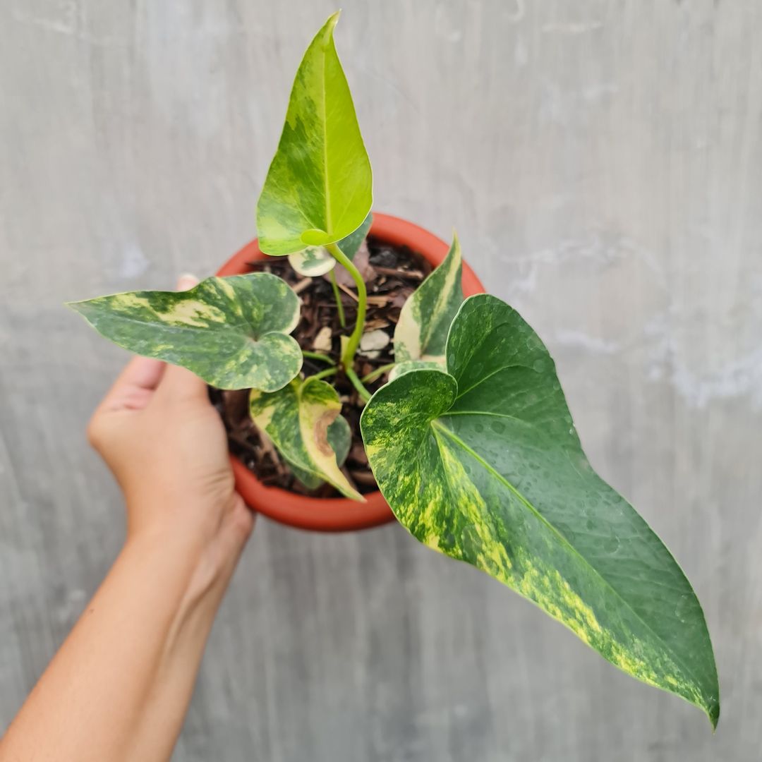 Anthurium Brownii Variegated Small KOKONATPLANT